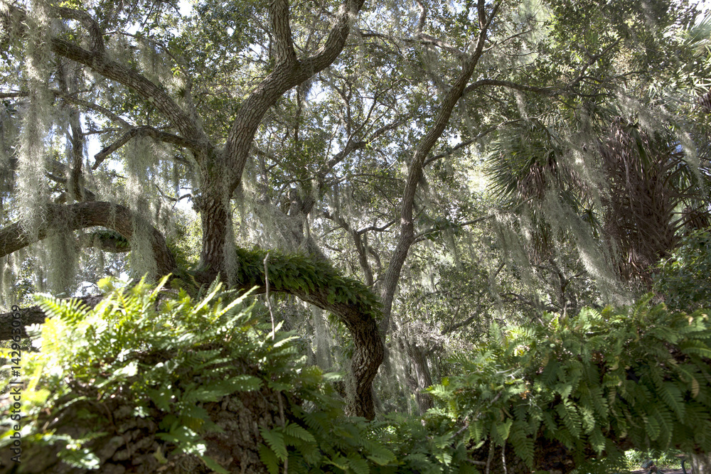 Fototapeta premium Mysterious Spanish Moss
