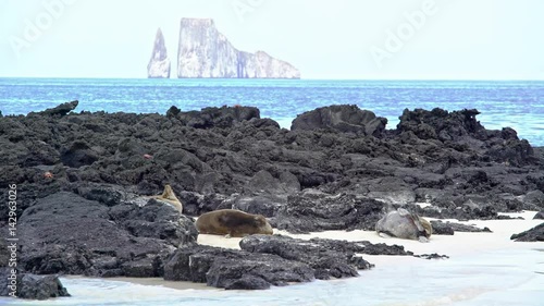 Three Sea Lions lying in between rocks on Galapagos island, Ecuador photo