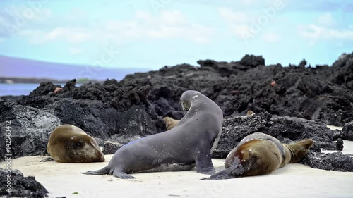 Sea Lion searching for spot lo lie down photo