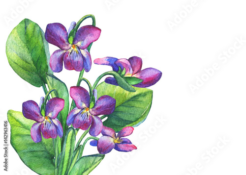 Illustration: Bouquet of Fragrant violets wild flower (English Sweet Violets, Viola odorata). Hand drawn watercolor painting on white background. Bouquet of Fragrant violets wild flower (English Sweet Violets, Viola odorata). Hand drawn watercolor painting on white background.