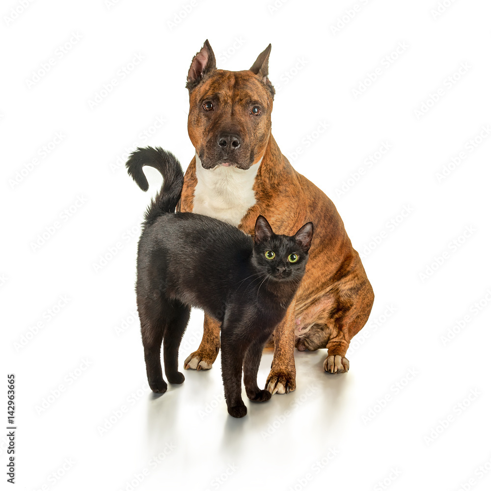Black cat is standing next to a seated striped pit bull