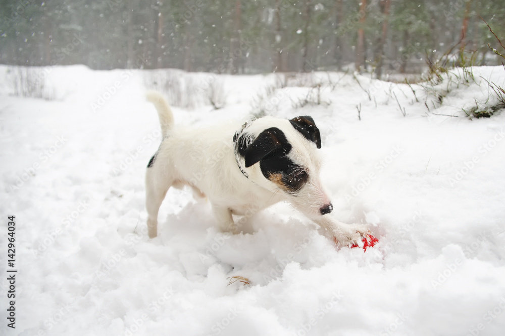 Light broken Jack Russell Terrier dog playing with a red ball in winter forest