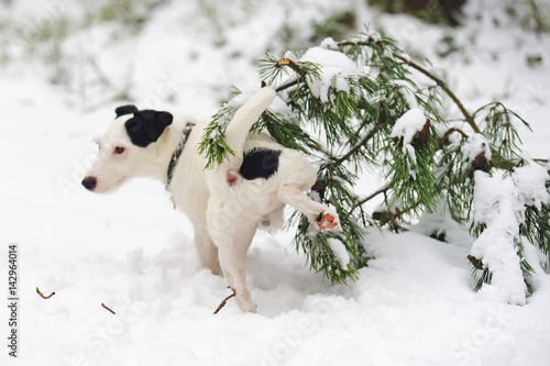 Light broken Jack Russell Terrier dog pissing on a pine tree branch in winter forest