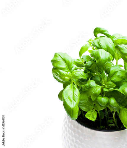 basil herbs in pot isolated on white background