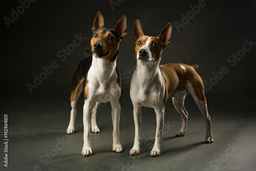 Naklejka Two Rat Terriers