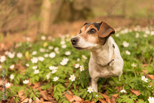 Hund liegt im Frühling im Wald in Buschwindröschen - Jack Russell Terrier 10 Jahre alt 