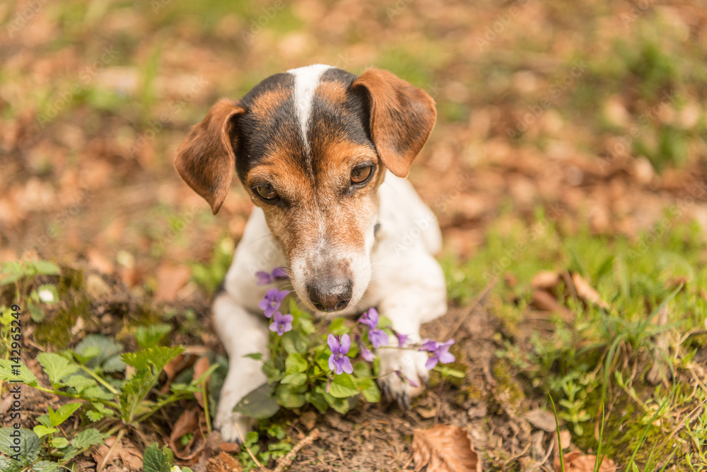 Hund liegt im Frühling im Wald an Blumen - Jack Russell Terrier 10 
