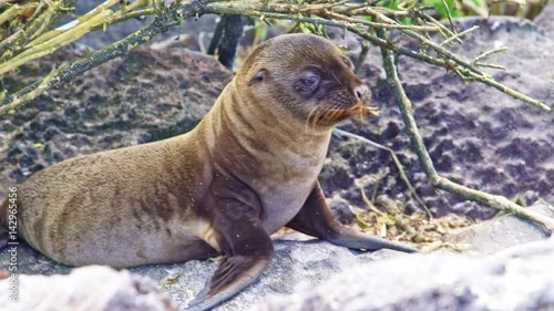 Close up of baby seal on Galapagos island photo