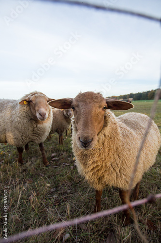 Curious lamb on eye-level