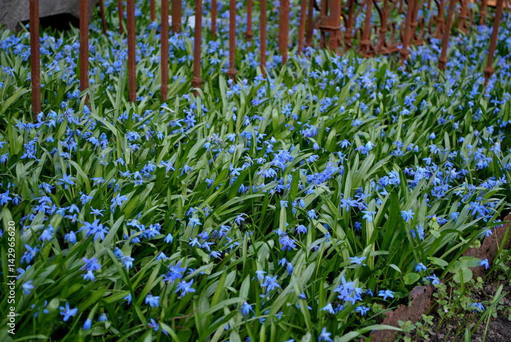 Cebulica - Scilla L.