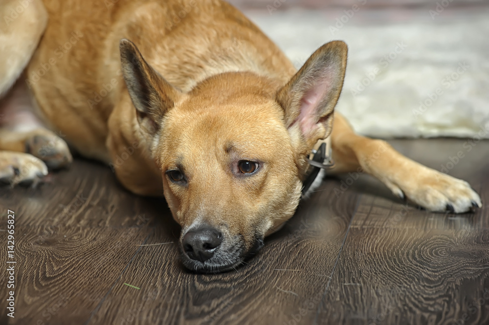 A sad red dog in the studio