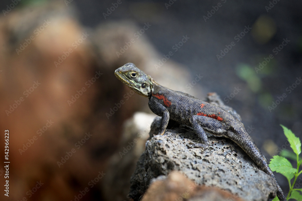 Common agama Stock Photo | Adobe Stock