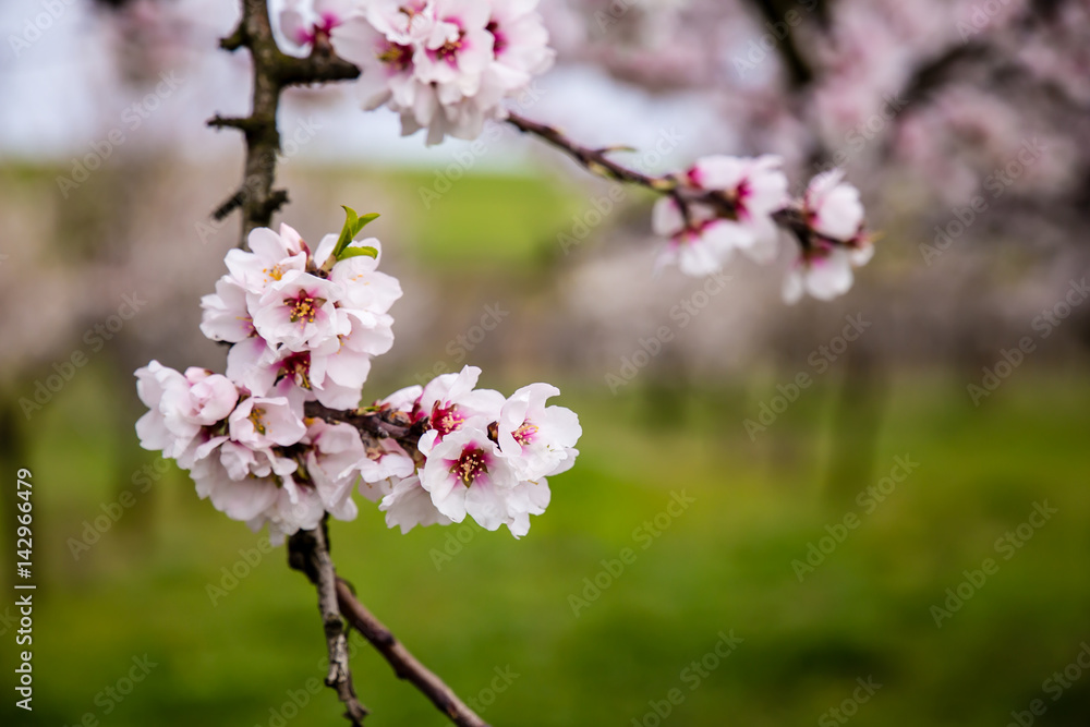 Naklejka premium mandorli in fiore