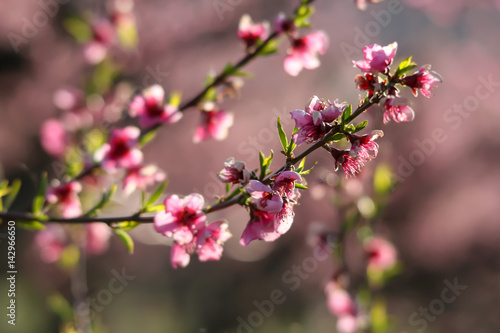 ciliegi in fiore © beppeschiavon98