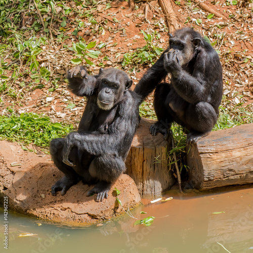 Chimpanzees in zoo beg food from tourists