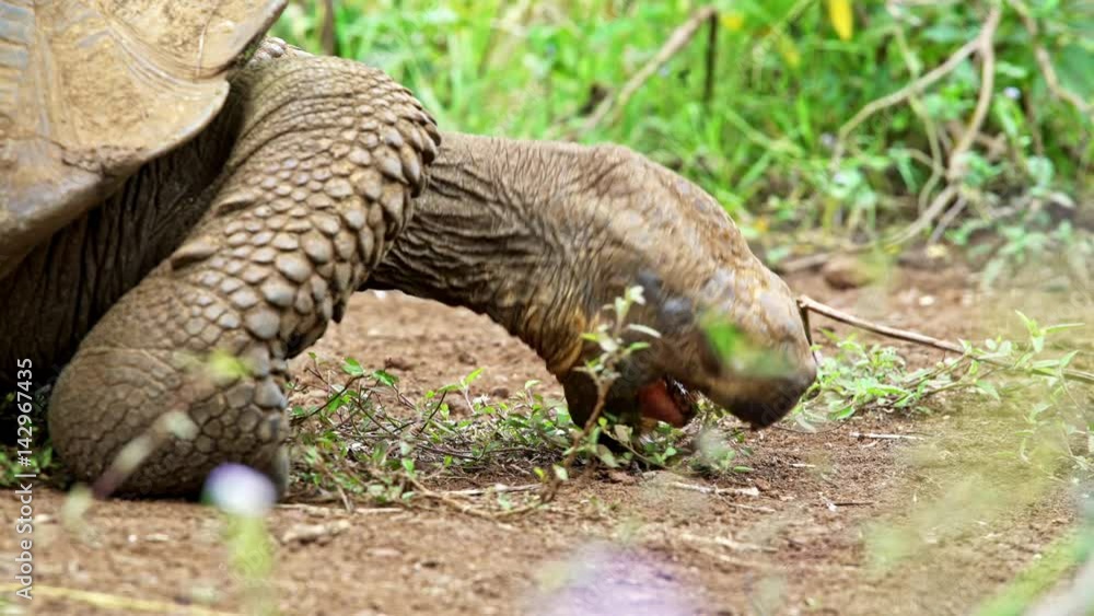 Giant Land Turtle eating grass Giant Land Turtle eating grass