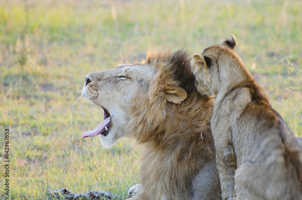 Naklejka premium Lion Couple - Masai Mara - Kenya