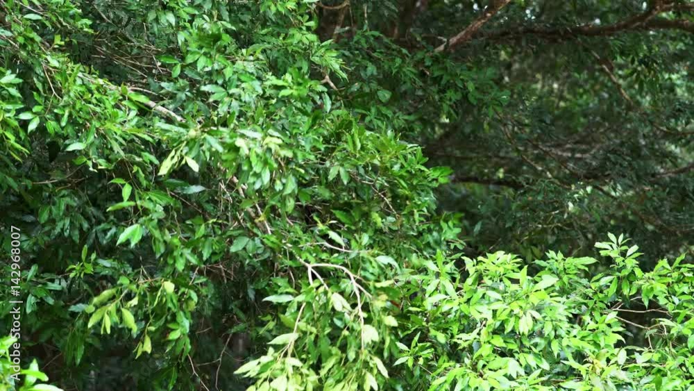 Monkey in tree above the Napo river in Ecuador Monkey in tree above the Napo river in Ecuador