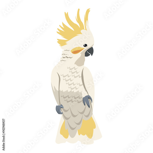 cockatoo bird icon over white background. colorful design. vector illustration