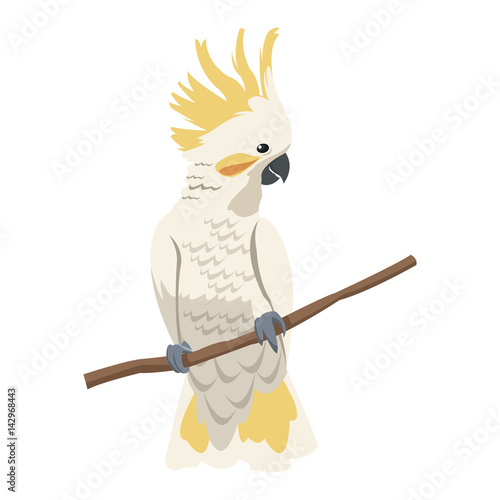 cockatoo bird icon over white background. colorful design. vector illustration