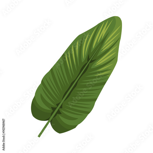 tropical leaf icon over white background. colorful design. vector illustration