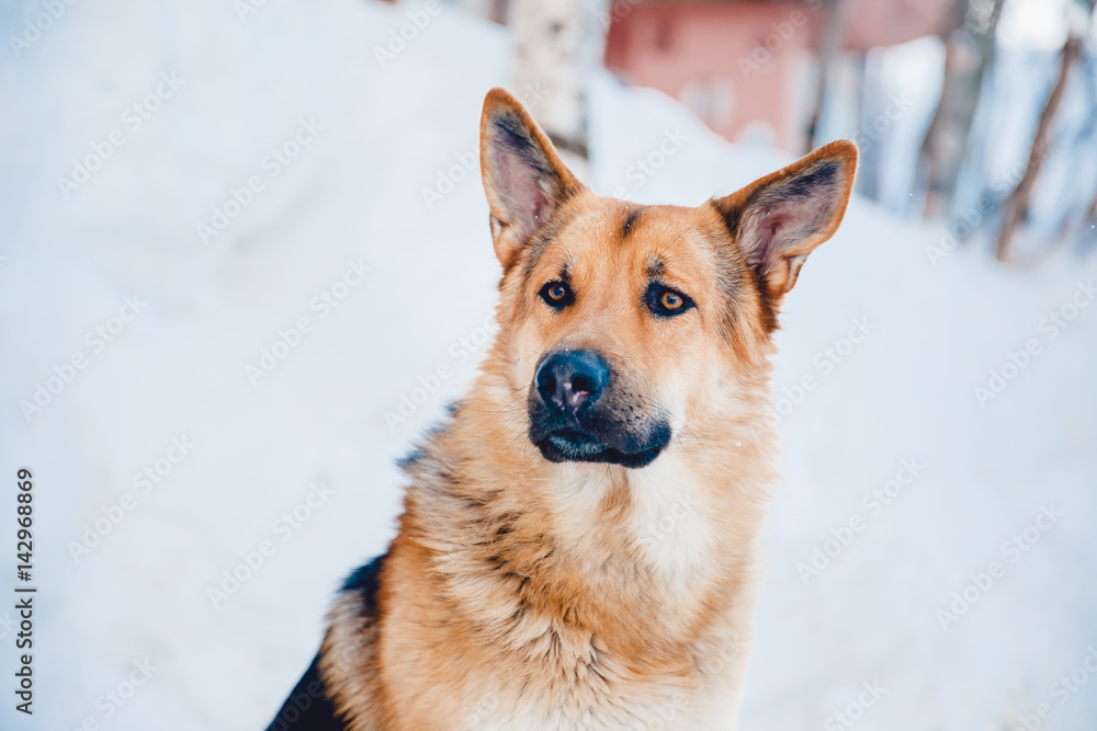 Portrait of a close up German shepherd on a winter street against a background of snow performs a team sit.