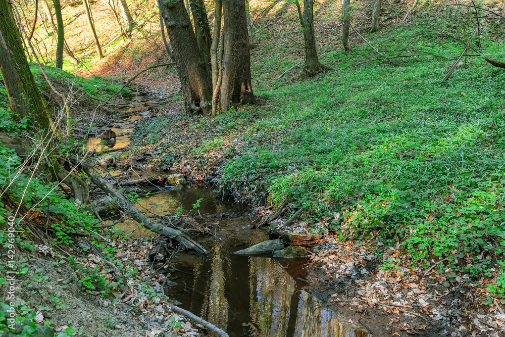 Forest with cutting wood and green pants along flowing river Forest with cutting wood and green pants along flowing river