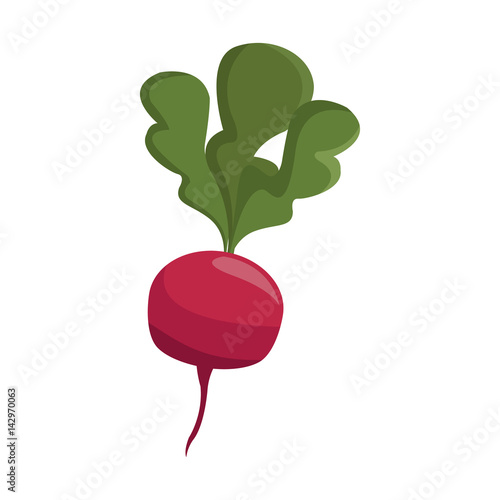beetroot vegetable icon over white background. colorful design. vector illustration