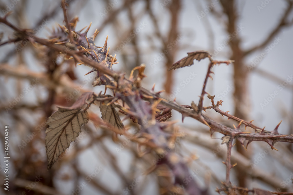 Thorns bush. Artistic retro edit in warm tones with selective focus. Thorns bush. Artistic retro edit in warm tones with selective focus.