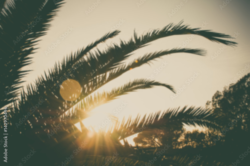 Naklejka premium Palm branches or palm leaves at sunset. Vintage retro artistic blury edit.