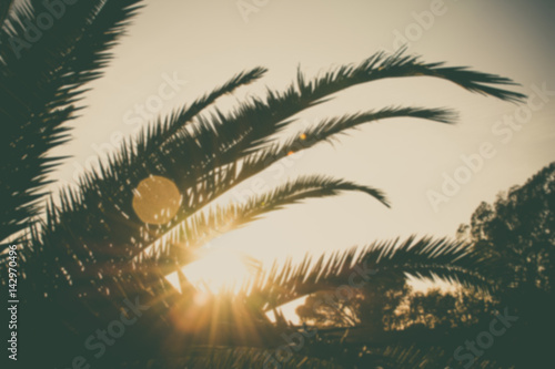 Palm branches or palm leaves at sunset. Vintage retro artistic blury edit.