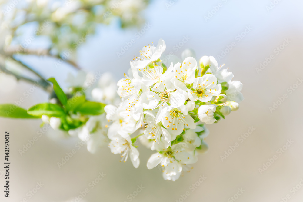 Spring tree branch in blossom, or cherry blossom. Artistic background with selective focus and copy space for text. Spring tree branch in blossom, or cherry blossom. Artistic background with selective focus and copy space for text.