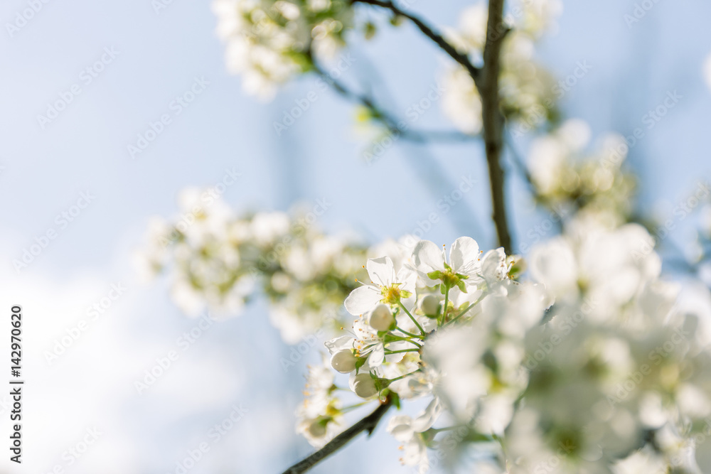 Spring tree branch in blossom, or cherry blossom. Artistic background with selective focus and copy space for text.