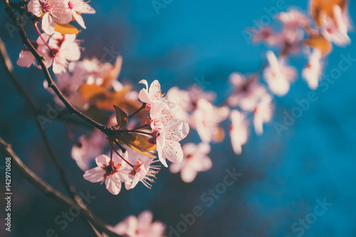 Obraz na plátne Spring tree branch in blossom, or cherry blossom