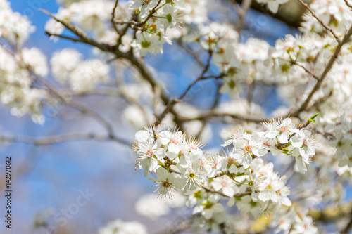 Spring tree branch in blossom, or cherry blossom. Artistic background with copy space for text.