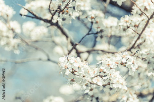 Spring tree branch in blossom, or cherry blossom. Artistic retro vintage background with selective focus and copy space for text.