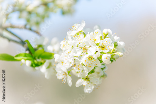 Spring tree branch in blossom, or cherry blossom. Artistic background with selective focus and copy space for text.