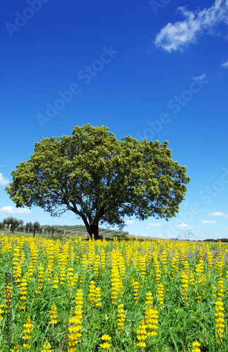 oak tree in yellow field at soutt region of Portugal