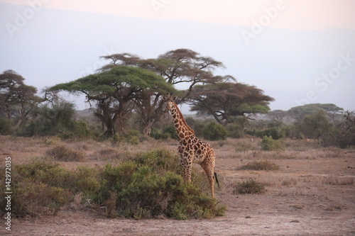 Wild Giraffe