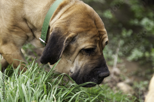 Bloodhound dog eating grass