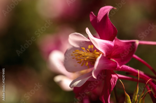 Pink Aquilegia flowers called Columbine Fototapeta