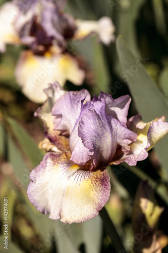 Fototapeta Naklejka Na Ścianę i Meble -  Purple and white bearded iris