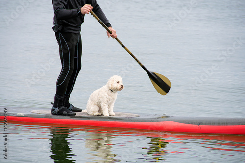 Fototapeta Naklejka Na Ścianę i Meble -  white poodle and man in wetsuit on red paddleboard