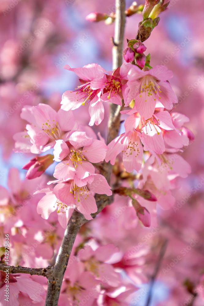 spring bloom tree with pink flowers
