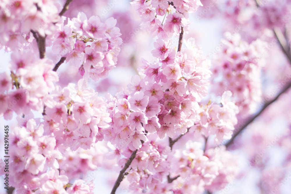 Fototapeta premium 桜の花