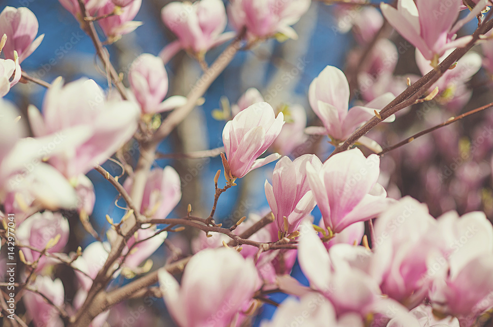 Spring floral background with magnolia soulangeana flowers. For this photo applied toning effect. Spring floral background with magnolia soulangeana flowers. For this photo applied toning effect.