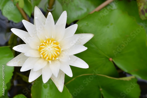 Beautiful water lily or white lotus in a pond.