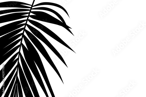 Palm leaf silhouette, vector illustration on white background