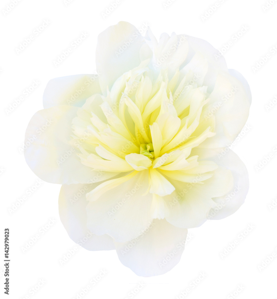 white beautiful peony flower isolated on white background