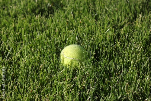 Bright tennis ball in green grass